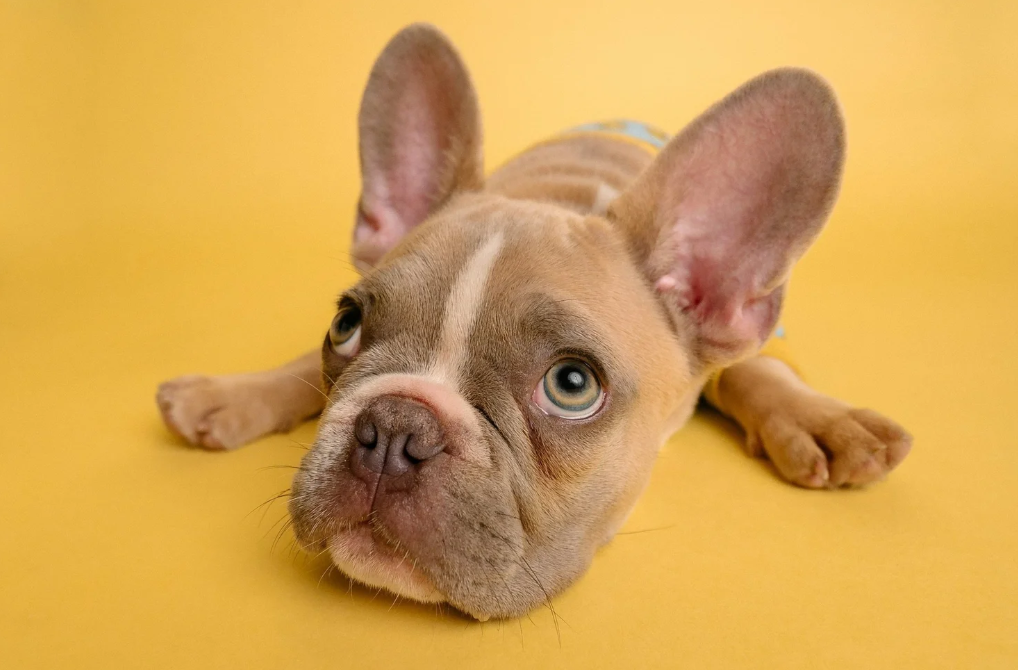 pet insurance coverage in Ohio.